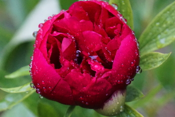 in der regen / ***