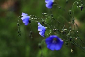 Flachs / ***