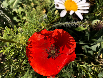 Mohn / ***