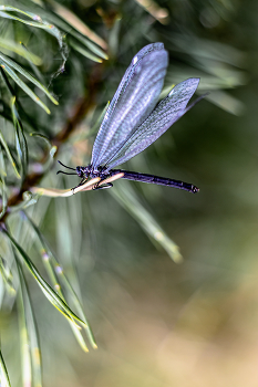 Libelle ... / ***