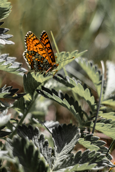 Schmetterling / ***