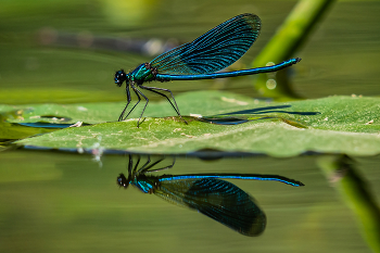 Ziemlich brillant / Calopteryx splendens