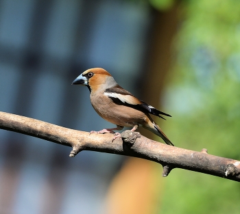 Grosbeak / ***
