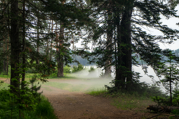 Nebel / ***