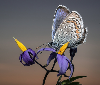Kupfer-Schmetterling / ***