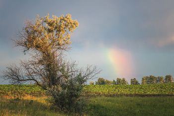 Regenbogen / ***