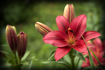 Lilien / ...