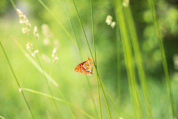 Im Gras / ***