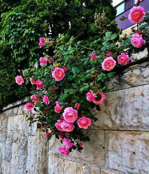 Roses / ***