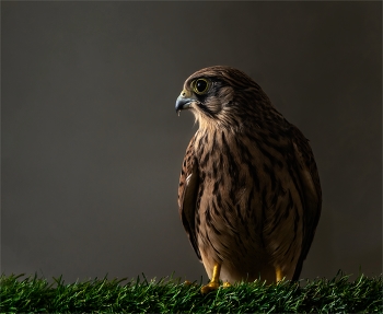 Windhover / ***