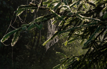 Morgen im Tannenwald / ***