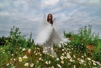 Die Gänseblümchen / ***