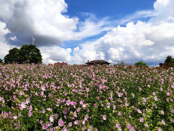 Blooming Sommer / ***