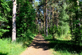 Spring Forest / ***