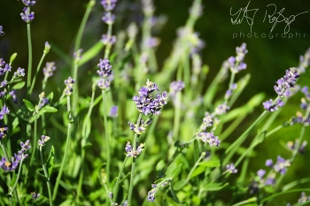 Das ist der Sommer... / Eine Nahaufnahme von Lavendelblüten