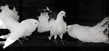 Liebe und Tauben / ---------