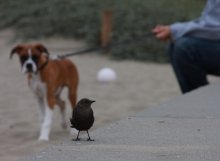 Instinkt / ***