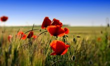 Mohn / ***