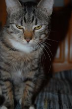 Cat Shmarov " / ***