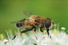 Hummel / .....