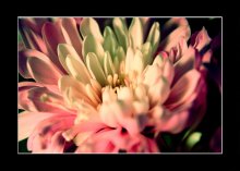 die Größe der Schönheit / ***