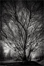 Dark Spring / ***