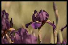 Wilting / ***