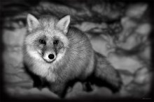 Brer FOX ... / ***
