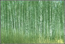 Green Lärm / *****