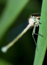 Dragonfly / ***