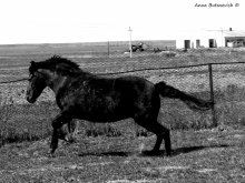 Pferd nach dem Winter / ***