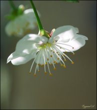 Spring Banalität .... / ***