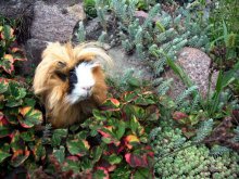 Schweine im Garten / ***