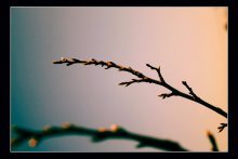 Scheu / ***