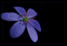 Flug ... / ***