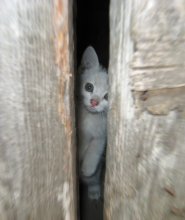 Wer ist da? / ***