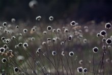 Feld / ***