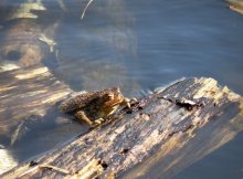Toad. / ***