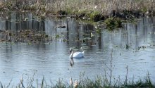 Schwan / ***