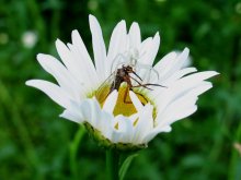 Unsere fliegen in die Ecke gezogen / ***