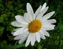 Tau auf einem Sommermorgen / ***