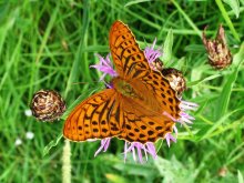 Nur ein Schmetterling sitzt / ***