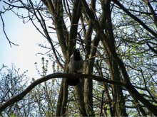 Bird / ***