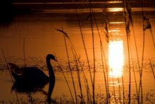 Schwan / ***