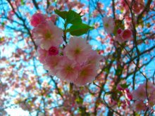 Frühling / ***