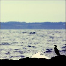 Über ein einsamer Vogel / ***