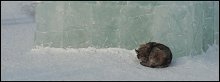 Celsius - minus zwanzig ... / ***