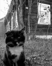 Katze / *****