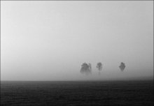 The Flying Trees / The Flying Trees