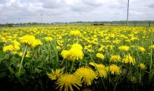 Geh hinaus in das Feld ..... / ******